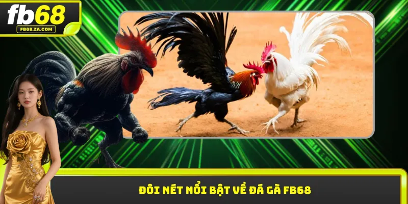 Đôi nét nổi bật về đá gà FB68