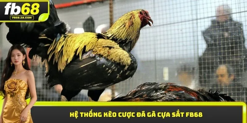 Hệ thống kèo cược đá gà cựa sắt FB68